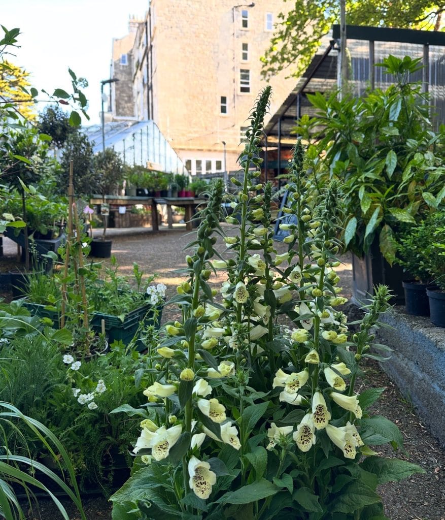Plankbridge at RHS Chelsea Flower Show