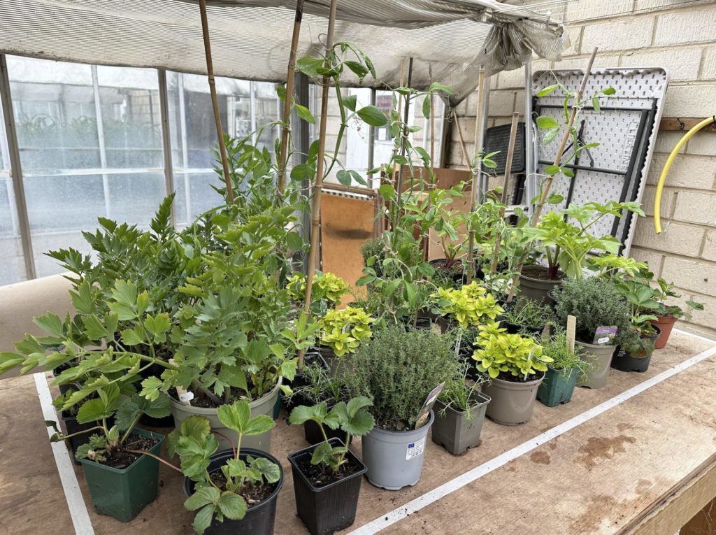 RHS Chelsea Flower Show
